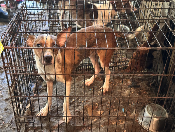  3 CHILDREN AND 34 ANIMALS RESCUED FROM HOUSE OF HORRORS IN BIENVILLE PARISH 