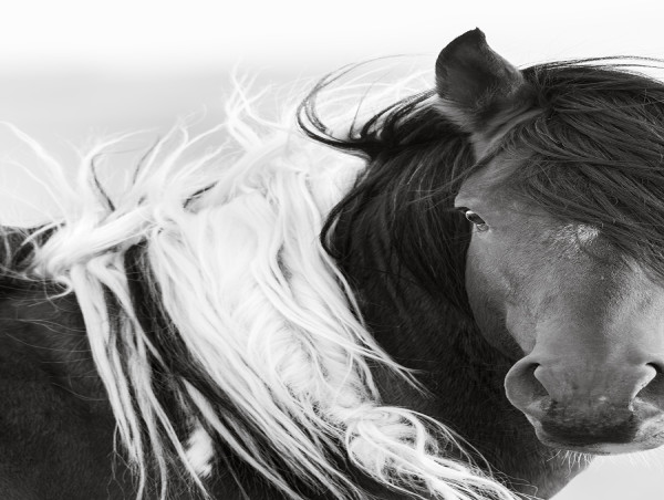  Photographer Maria Marriott Releases New Wild Horse Artwork 