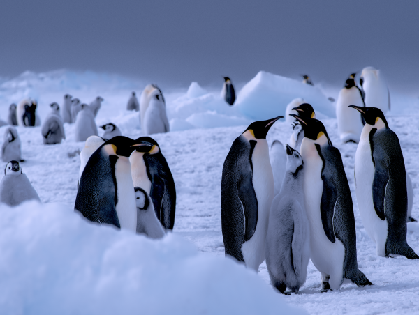  ENDERBY ENTERTAINMENT ANNOUNCES GLOBAL OCEAN PROTECTION CAMPAIGN 'ENDANGERED WONDERS' IN RESPONSE TO UNOC 2025 