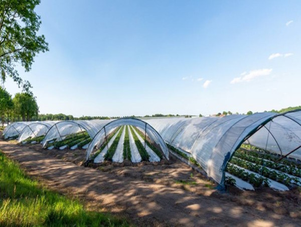  Agricultural Films Market: Analyzing Latest Investment Opportunities During 2024-2031 