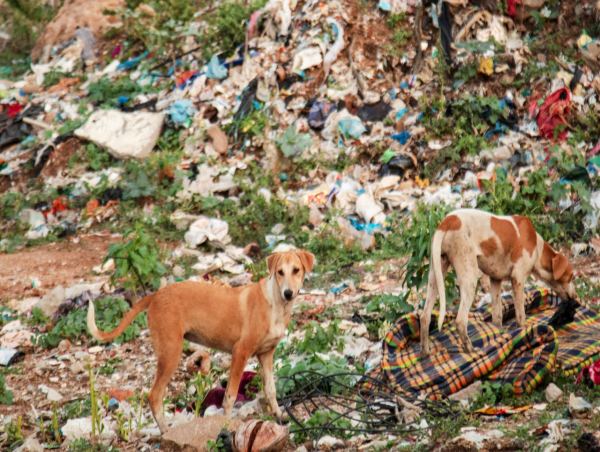  Pet Sustainability Coalition Leads The Fight Against Massive Plastic Waste in Pet Industry 