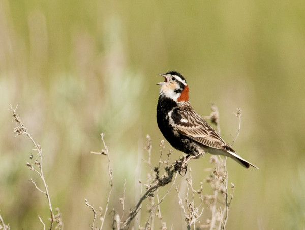  Nature Saskatchewan: Vanishing Voices of the Grasslands-Spotlight on the Endangered Chestnut-collared Longspur 