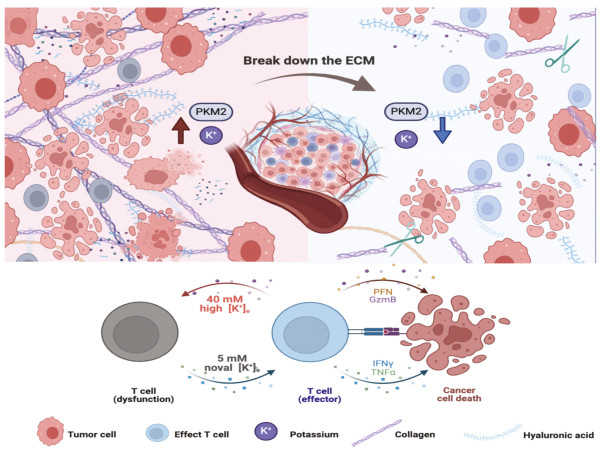  K+ sink uncovered: How tumors trap potassium to evade immunity 