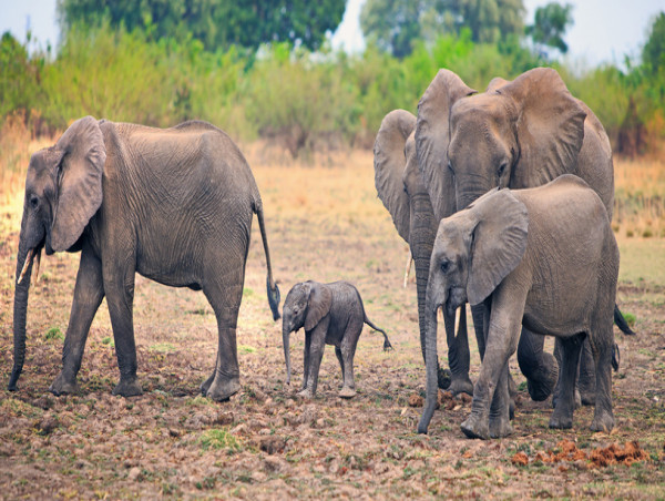 Hundreds of Elephant Families to Be Killed - Animal Groups Worldwide Ask for Help
