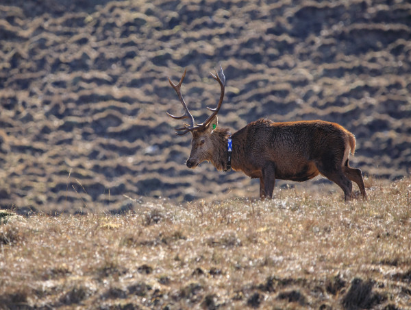  Highland Red Deer Tracked By Gps In Innovative Landscape Scale Study Of Behaviour And Habitat Use 