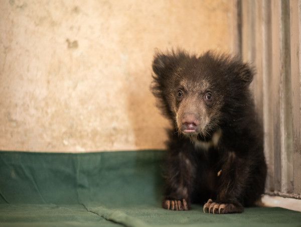  Jimmy & Jenny – Two Orphaned Bears Share One Incredible Journey From Joyless To Joyful 