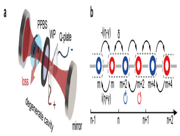  The synthetic OAM dimensions contributes to the study of non-Hermitian properties 