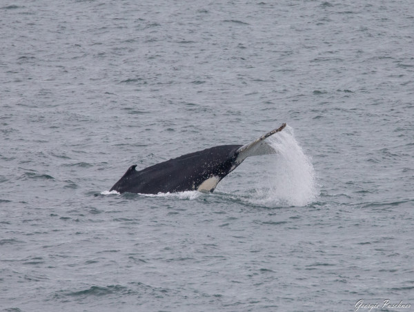  Researchers share concerns about the impacts of boats harassing whales in Port Phillip Bay 