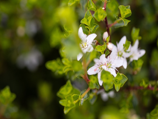  Skimmelberg Leads Global Rise of Buchu: South Africa’s 'Miracle Herb' Goes Mainstream 