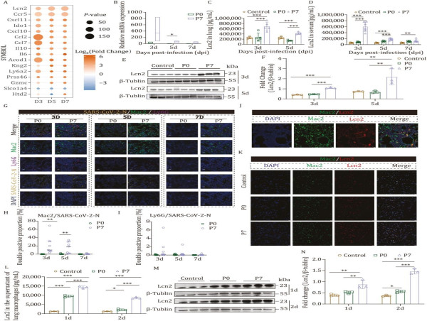 Unlocking the role of Lcn2 in COVID-19 lung damage