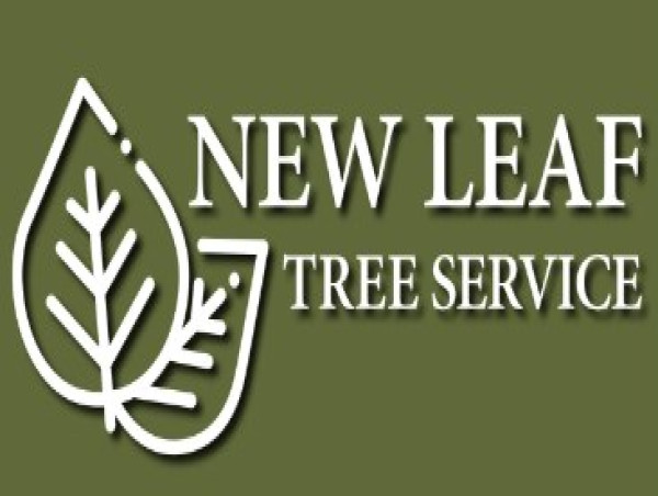  New Leaf Tree Service Publishes Case Study on Dangerous Oak Tree Removal in Louisville, KY 