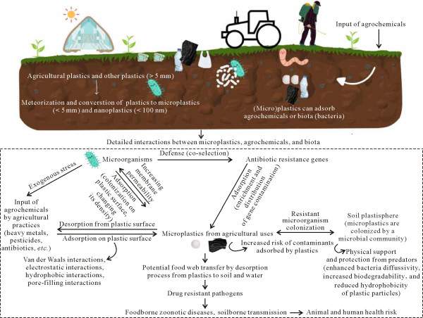  Microplastics: hidden carriers of antibiotic resistance in agricultural soils 