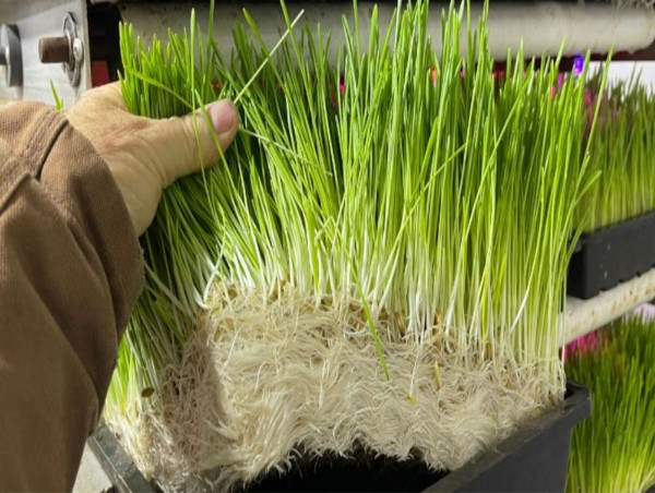  Revolution on the Range: How Sprouting Gear Slashes Carbon Output in Feedyards 
