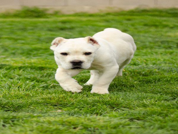  Serbia’s Maxima Lux Kennel Unveils Rare White Cane Corso Puppies 