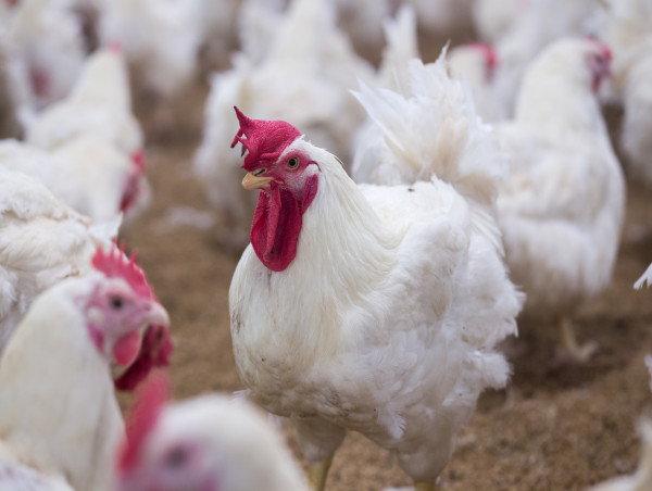  USDA Forecasts Rise in 2025 Broiler Production—Live-Haul Trailer Designs Ready for High-Volume Demand 