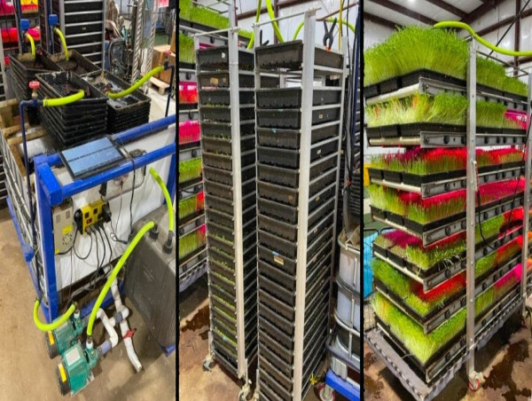 Hydroponic Fodder from Sprouting Gear Gains Interest in Drought Adaptation Efforts