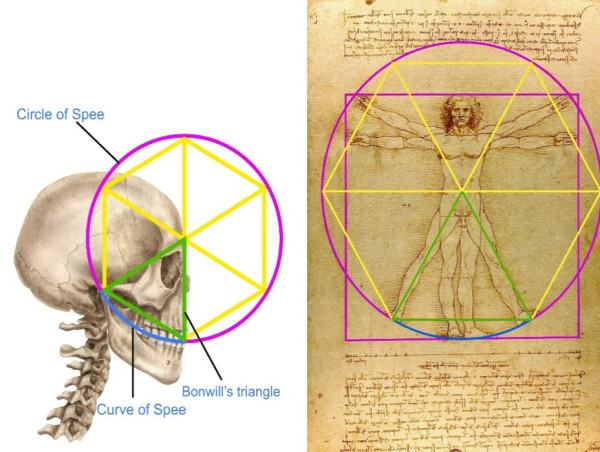 Dentist Makes Breakthrough on Leonardo da Vinci's Vitruvian Man Drawing