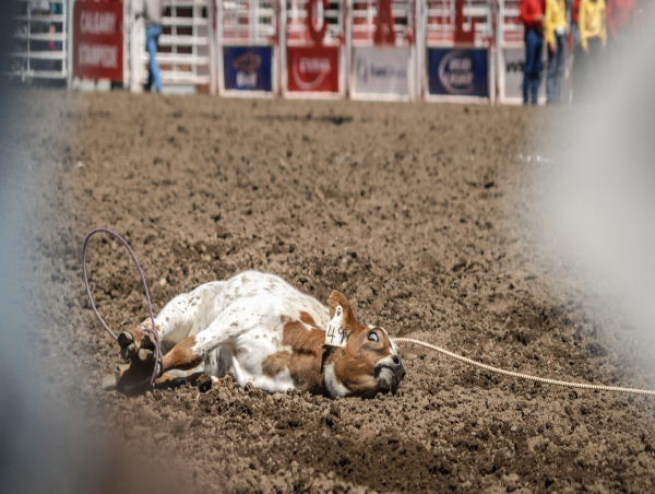 2025 Calgary Stampede opens amid growing opposition to rodeo and chuckwagon events