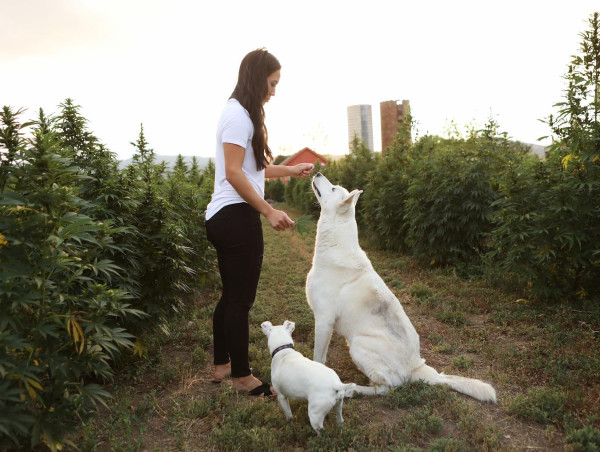 Study Shows that Earth Buddy Products Can Help Pets Manage Everyday Stress