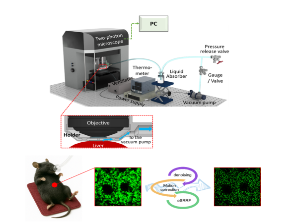 Multiphoton intravital microscopy in small animals of long-term mitochondrial dynamics
