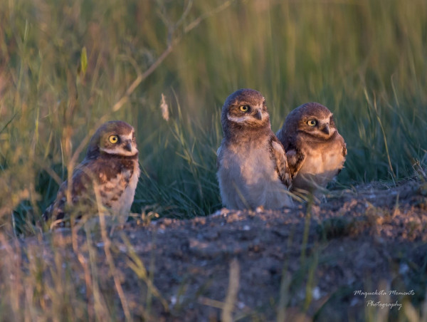  Nature Saskatchewan: Tiny Talons on the Move-A New Generation of Burrowing Owls Appears 