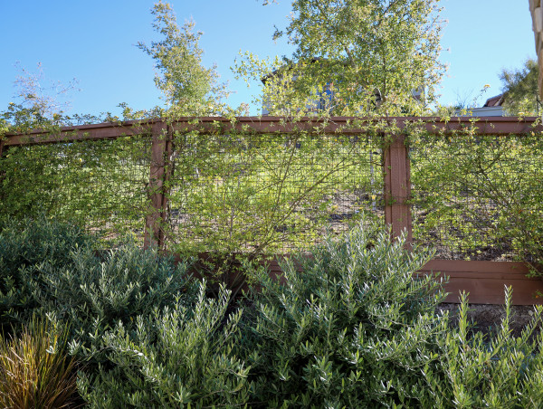  Privacy-Focused Landscaping: Montgomery Robbins, Inc. Elevates Outdoor Retreats with Expert Screening Solutions 
