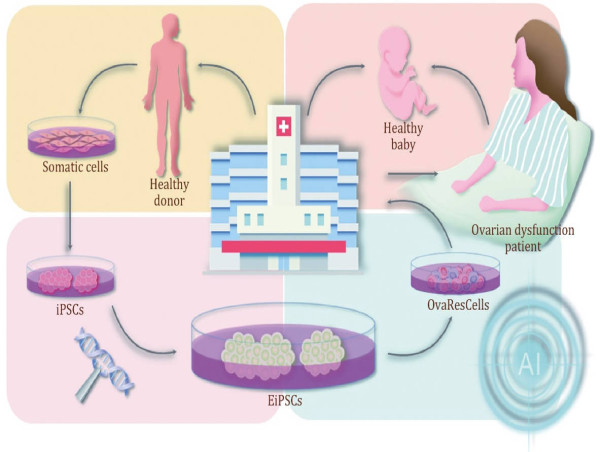 From lab to hope: the cutting-edge science fighting women’s biological clocks