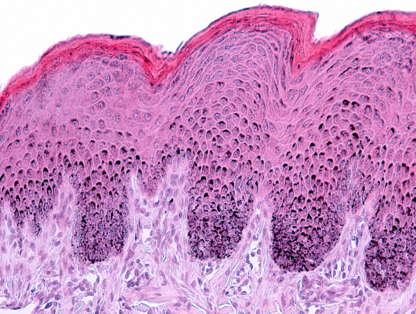 SGS Supports Non-Animal Clinical Testing With Release of 3D Skin Model White Paper