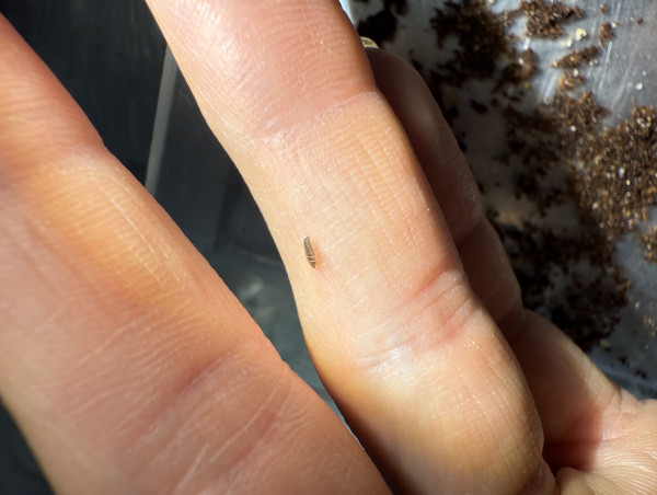  Butterfly Pavilion Achieves World First: Colorado Firefly Lifecycle Completed Under Human Care, Advancing Conservation 