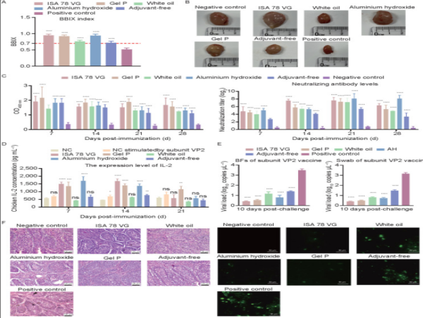  High-efficacy adjuvanted subunit vaccine against variant infectious bursal disease virus in chicks 