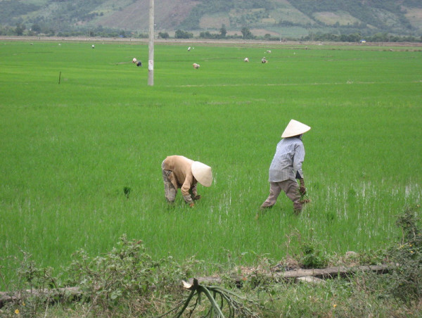  Study Analyzes Impact of Ozone Pollution on Crop Yields in China and effects from COVID-19 