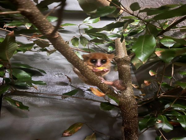 Shaldon Wildlife Trust Becomes First Uk Zoo To Care For Rare Mouse Lemur