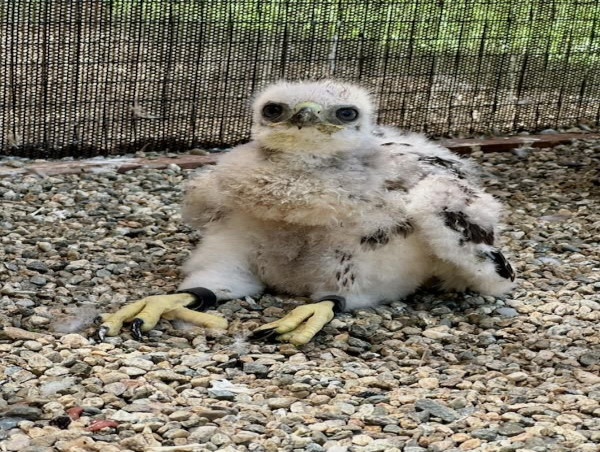 First Hawk Release in California Wildfire Devastated Natural Area
