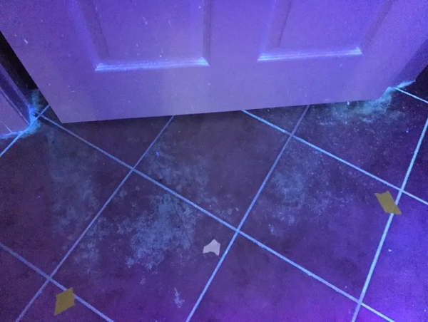 Pet Odor Removal Service Reveals the Secrets of Long-Term Odor Elimination