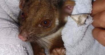 Possum shootings spark Melbourne manhunt