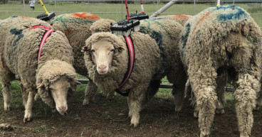 Research reveals stressed-out sheep snuggle over trauma