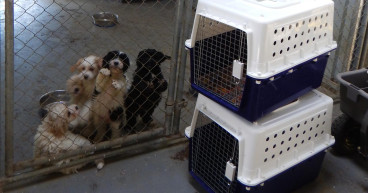 It's raining cats and dogs at SA RSPCA shelter
