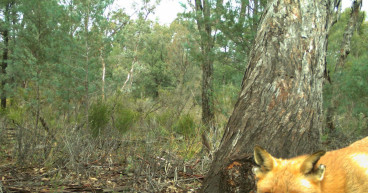 Rambo, the fox who outfoxed the hunters, bites the dust