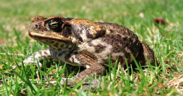 Fijian cane toad croaks it after arriving in Melbourne