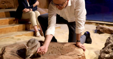 PM to save Australia's Easter Bilby from feral species