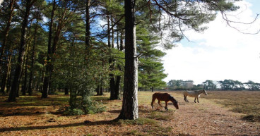 Visitors to be fined up to £1,000 for petting and feeding New Forest ponies