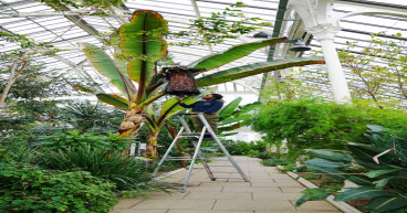 ‘Tree against hunger’ flowers for first time at Kew Gardens