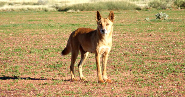  Rangers search for dingo after serious toddler attack 