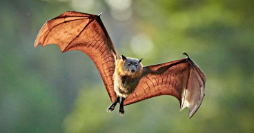 Lyssavirus warning after sick bat found on Gold Coast