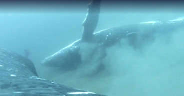 Whales indulge in 'day spa treatments' off Gold Coast