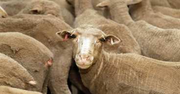 Farmers continue to butt heads with government on sheep