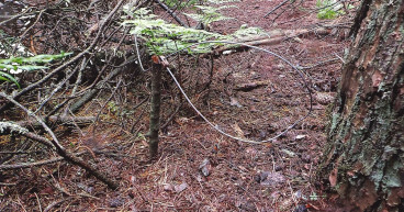 Campaigners highlight cases of pets caught in snares amid calls for outright ban