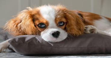 How often should you clean your pet’s belongings?