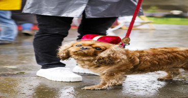  Spaniel parade ‘fitting honour’ for the new King, says organiser 