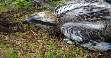 Scots urged to take extra care to safeguard wildlife while enjoying forests